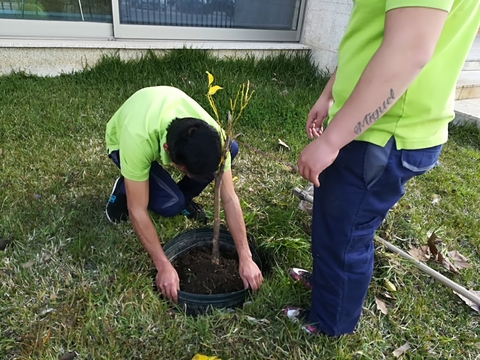 As paletes recuperadas no ano anteriores para as ervas aromáticas estão prontas para nova plantação.